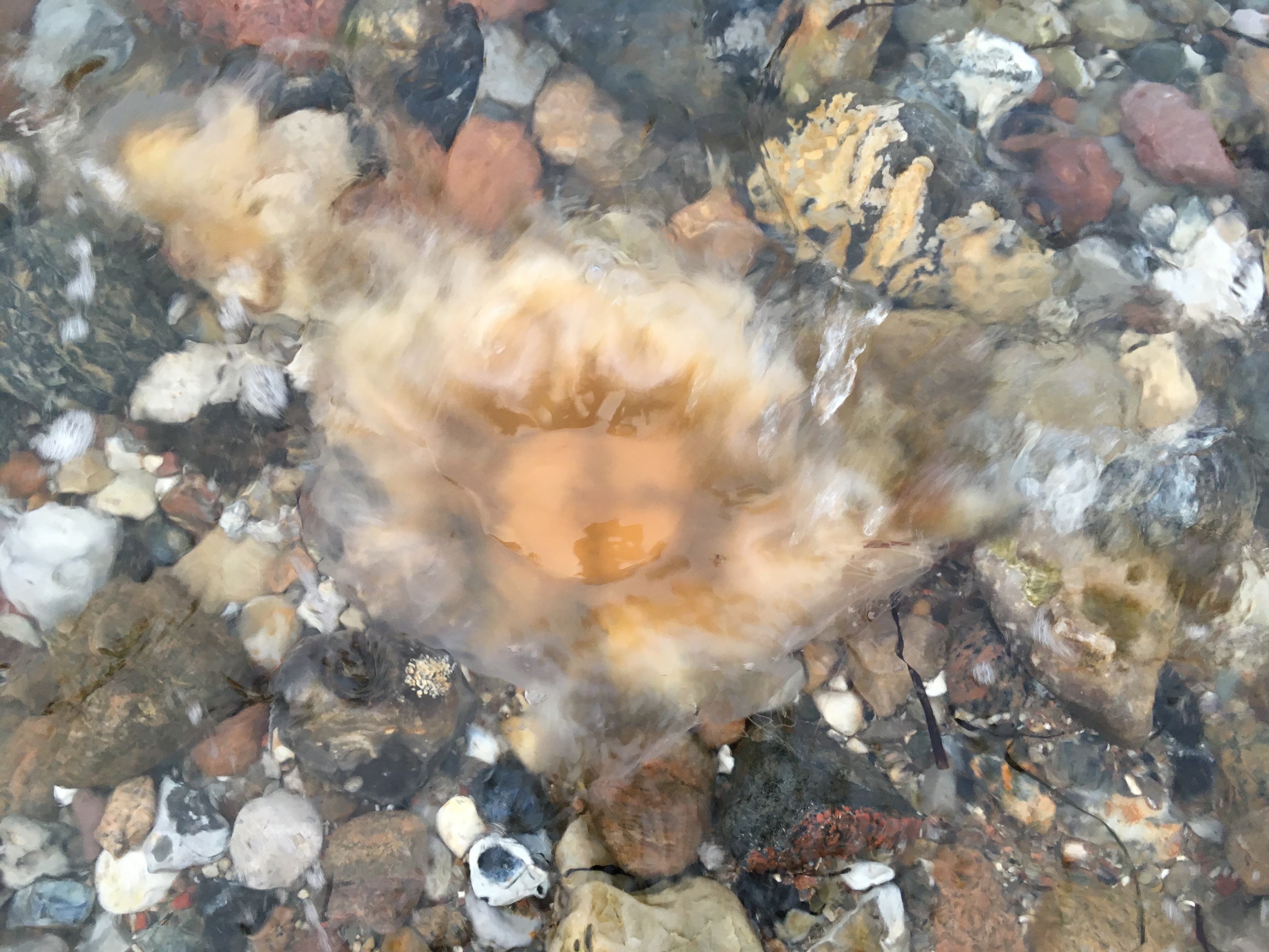 The Lion’s Mane Jellyfish – A Nasty Fellow!